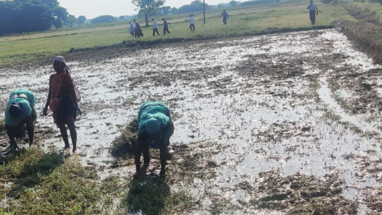How to Utilize a Soil Fertility Program in Agriculture?