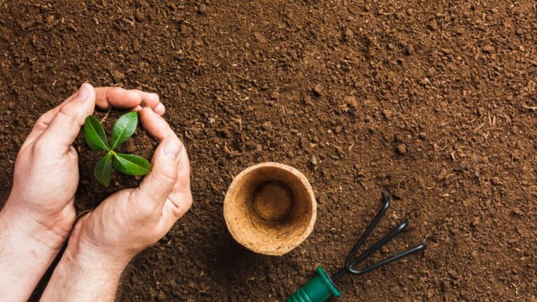 Integrated Soil and Water Management: Key to Ensuring Food Security in India